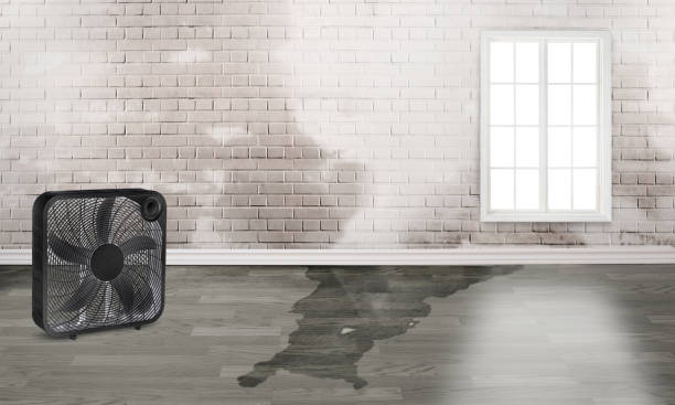 Best Local water damage restoration  in West Crossett, AR